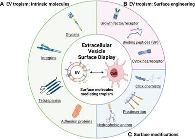 Defining tropism and activity of natural and engineered extracellular vesicles